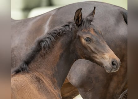 Oldenburg, Mare, Foal (05/2025), Smoky-Black