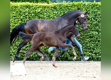 Oldenburg, Mare, Foal (03/2025), Smoky-Black