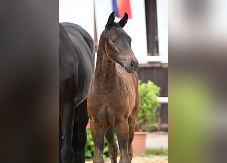 Oldenburg, Mare, Foal (05/2026), Smoky-Black