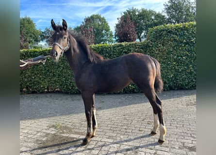 Oldenburg, Mare, Foal (04/2024), Smoky-Black