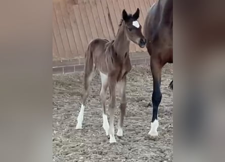 Oldenburg, Mare, Foal (03/2026), Smoky-Black