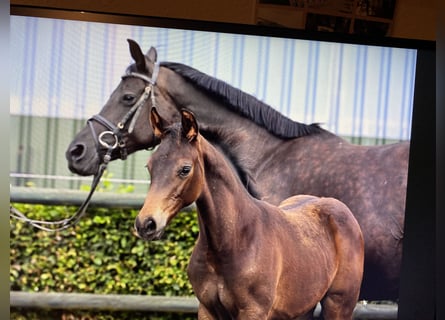 Oldenburg, Mare, Foal (05/2026), Smoky-Black