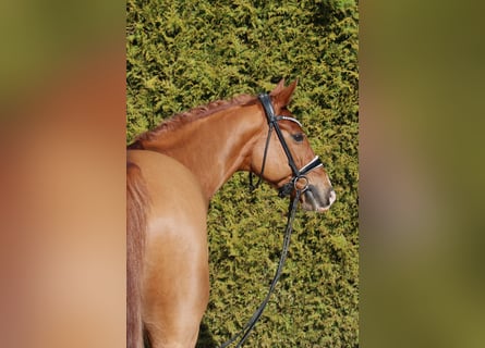 Oldenburg, Stallion, 11 years, 16,1 hh, Chestnut-Red