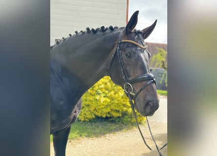 Oldenburg, Stallion, 14 years, 17 hh, Smoky-Black