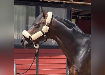 Oldenburg, Stallion, 16 years, Smoky-Black