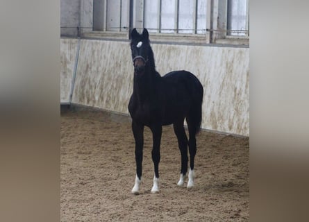 Oldenburg, Stallion, 1 year, 13.1 hh, Bay-Dark