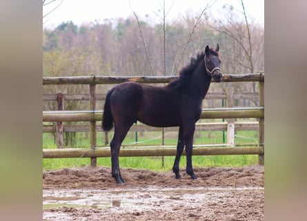 Oldenburg, Stallion, 1 year, 13.2 hh, Bay-Dark