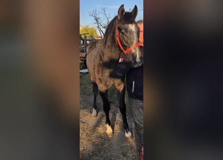 Oldenburg, Stallion, 1 year, 14.1 hh, Grey