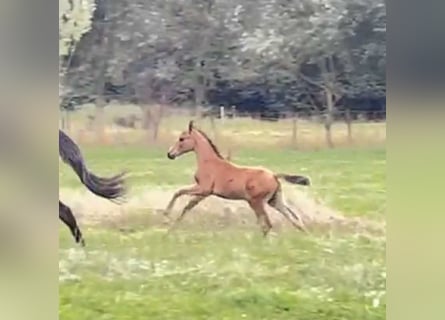 Oldenburg, Stallion, 1 year, 14,2 hh, Brown