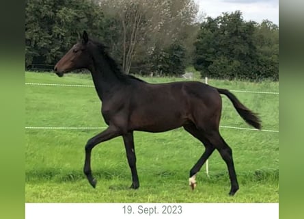 Oldenburger, Hengst, 1 Jahr, 15,2 hh, Dunkelbrauner