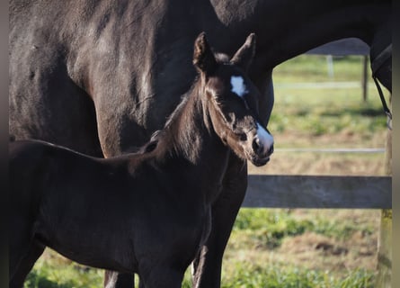 Oldenburg, Stallion, 1 year, 16,1 hh, Black