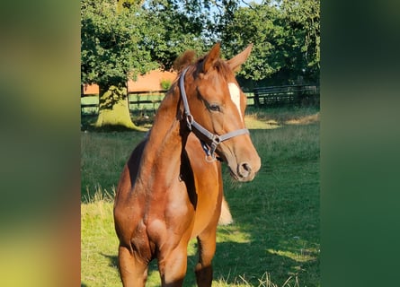 Oldenburg, Stallion, 1 year, 16,1 hh, Chestnut