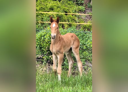 Oldenburg, Stallion, 1 year, 16.1 hh, Chestnut-Red