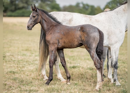 Oldenburg, Stallion, 1 year, 16.1 hh, Gray