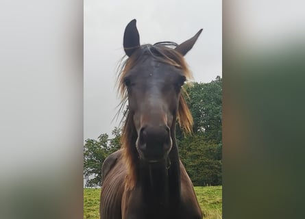 Oldenburger, Hengst, 1 Jahr, 16,1 hh, Schwarzbrauner