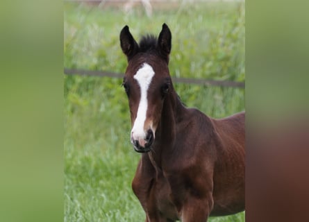 Oldenburg, Stallion, 1 year, 16.2 hh, Bay-Dark