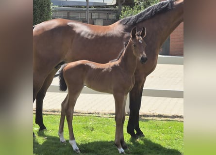 Oldenburg, Stallion, 1 year, 16,2 hh, Bay-Dark