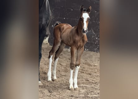 Oldenburg, Stallion, 1 year, 16,2 hh, Bay-Dark