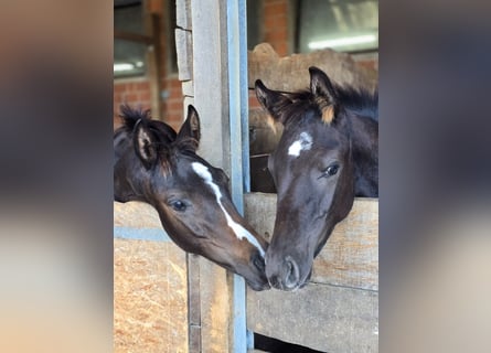 Oldenburg, Stallion, 1 year, 16,2 hh, Bay-Dark