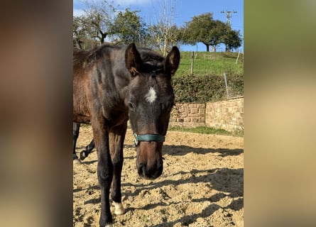 Oldenburg, Stallion, 1 year, 16,2 hh, Bay-Dark