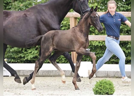 Oldenburg, Stallion, 1 year, 16,2 hh, Black