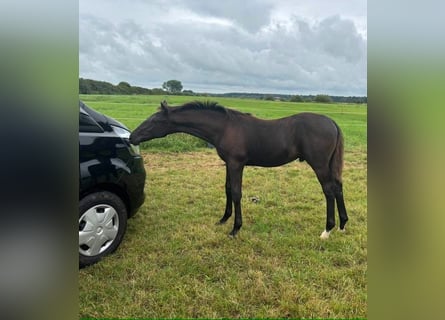 Oldenburg, Stallion, 1 year, 16,2 hh, Black