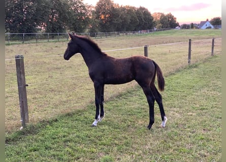 Oldenburg, Stallion, 1 year, 16,2 hh, Black