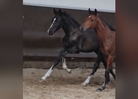 Oldenburg, Stallion, 1 year, 16.2 hh, Black