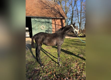 Oldenburg, Stallion, 1 year, 16,2 hh, Brown