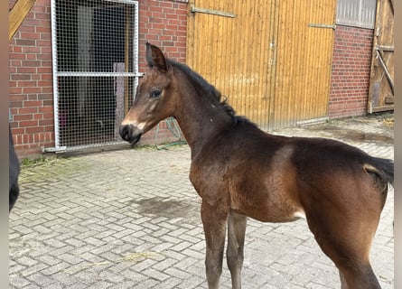 Oldenburg, Stallion, 1 year, 16,2 hh, Brown