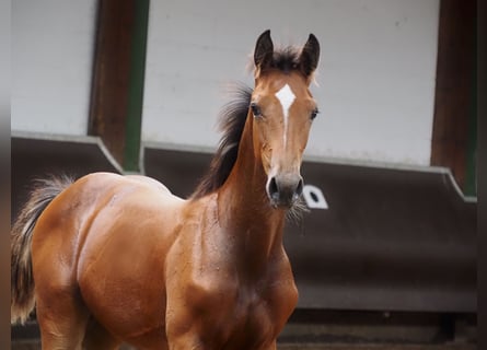 Oldenburg, Stallion, 1 year, 16,2 hh, Brown