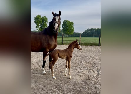 Oldenburg, Stallion, 1 year, 16.2 hh, Chestnut
