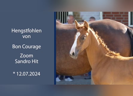 Oldenburg, Stallion, 1 year, 16,2 hh, Chestnut