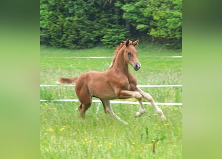 Oldenburg, Stallion, 1 year, 16,2 hh, Chestnut-Red