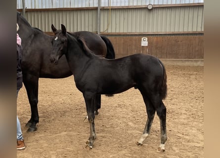 Oldenburg, Stallion, 1 year, 16.2 hh, Smoky-Black