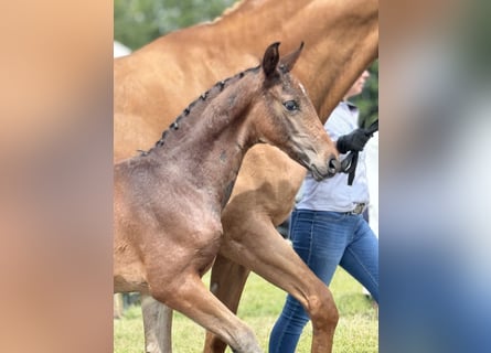 Oldenburg, Stallion, 1 year, 16.3 hh, Bay-Dark