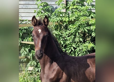 Oldenburg, Stallion, 1 year, 16.3 hh, Black