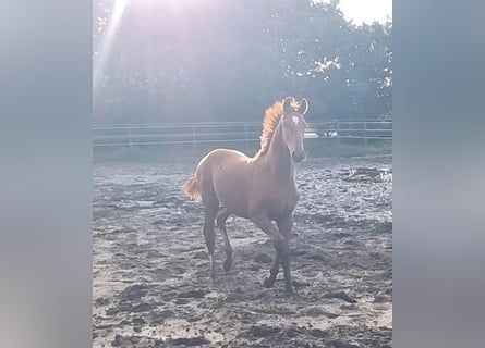 Oldenburg, Stallion, 1 year, 16.3 hh, Chestnut-Red