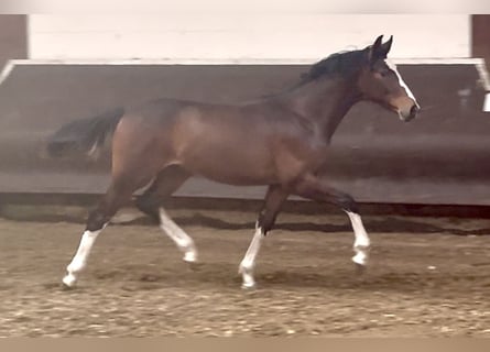 Oldenburg, Stallion, 1 year, 16,2 hh, Bay-Dark