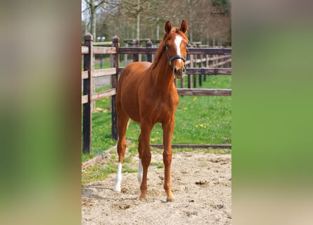 Oldenburg, Stallion, 1 year, 16,2 hh, Chestnut