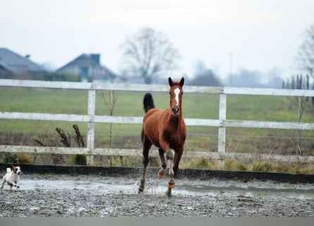 Oldenburg, Stallion, 1 year, 16,2 hh, Chestnut-Red