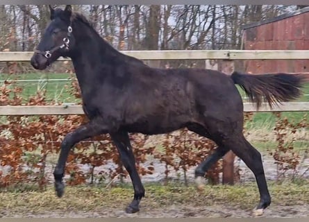 Oldenburg, Stallion, 1 year, 16,2 hh