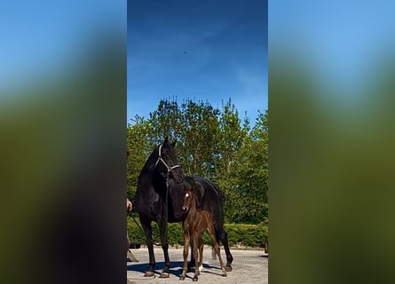 Oldenburg, Stallion, 1 year, 16,3 hh, Brown
