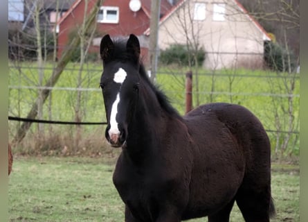 Oldenburg, Stallion, 1 year, 17 hh, Black