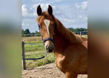 Oldenburg, Stallion, 1 year, 17 hh, Chestnut-Red