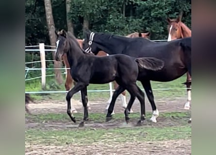Oldenburg, Stallion, 1 year, 17 hh, Smoky-Black