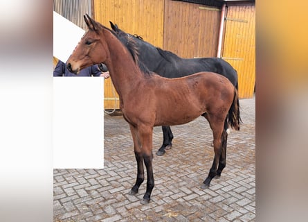 Oldenburg, Stallion, 1 year, Bay-Dark