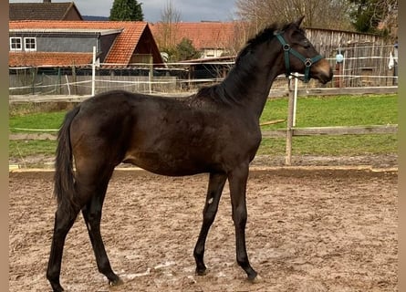 Oldenburg, Stallion, 1 year, Bay-Dark