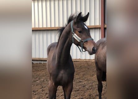 Oldenburg, Stallion, 1 year, Bay-Dark