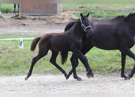 Oldenburg, Stallion, 1 year, Bay-Dark